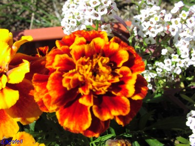 P1010018.JPG