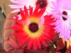 P1010016.JPG
