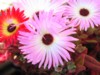 P1010017.JPG