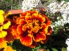 P1010018.JPG